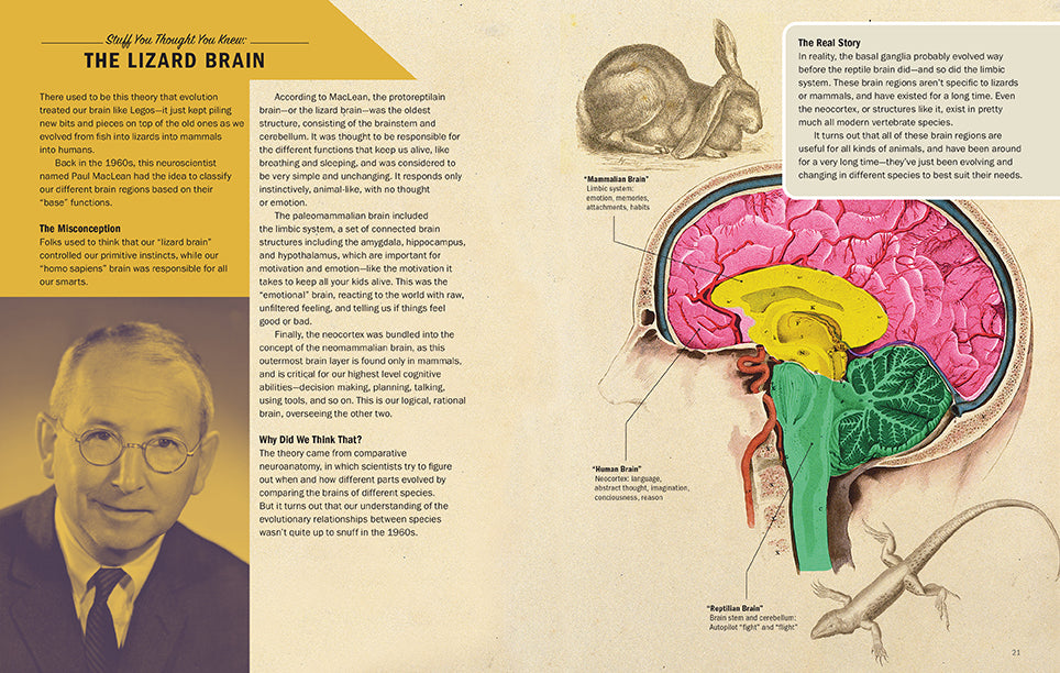 Brains Explained: How They Work & Why They Work that Way
