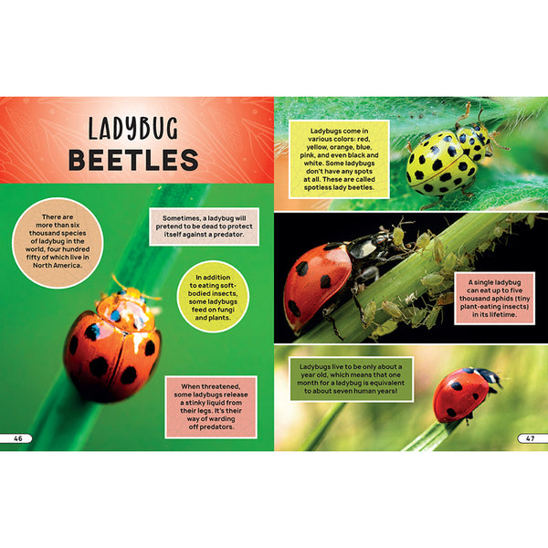 Smithsonian Explores: Bugs and Insects – Insight Editions