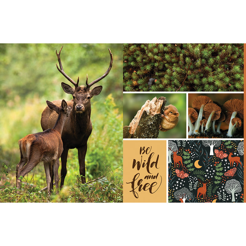 Cut and Collage Woodland Creatures