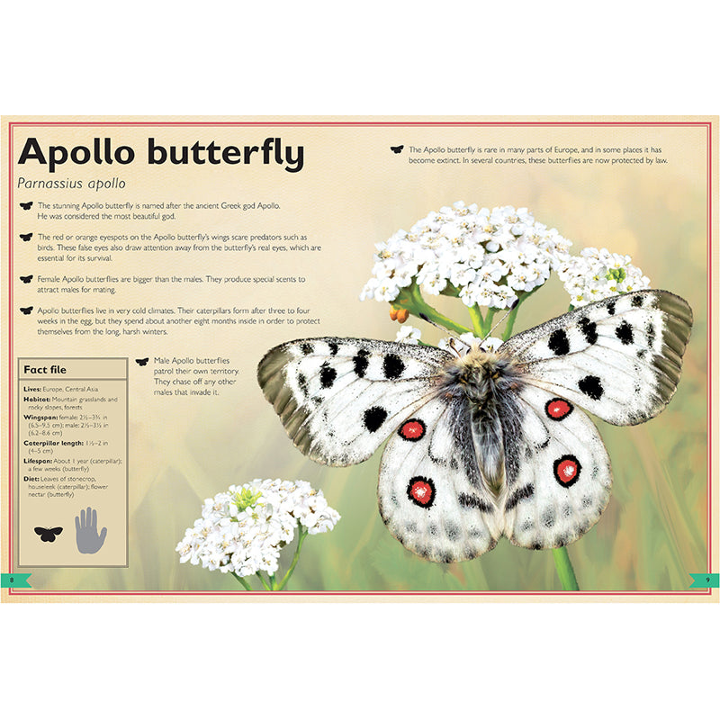 The Magnificent Book of Butterflies & Moths