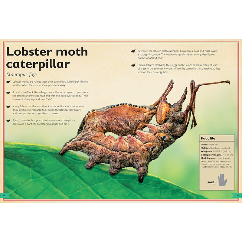 The Magnificent Book of Butterflies & Moths