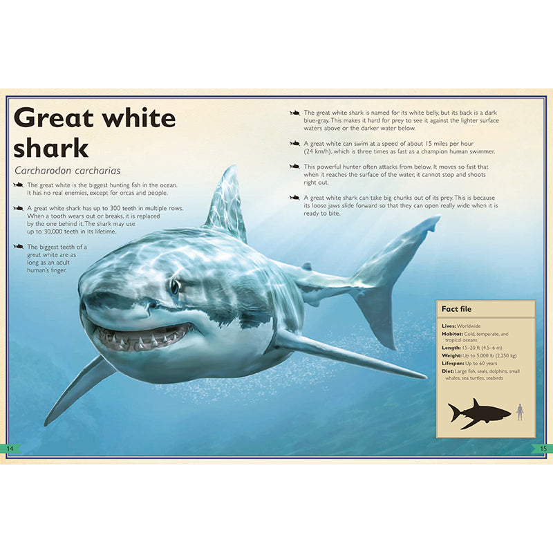 The Magnificent Book of Sharks