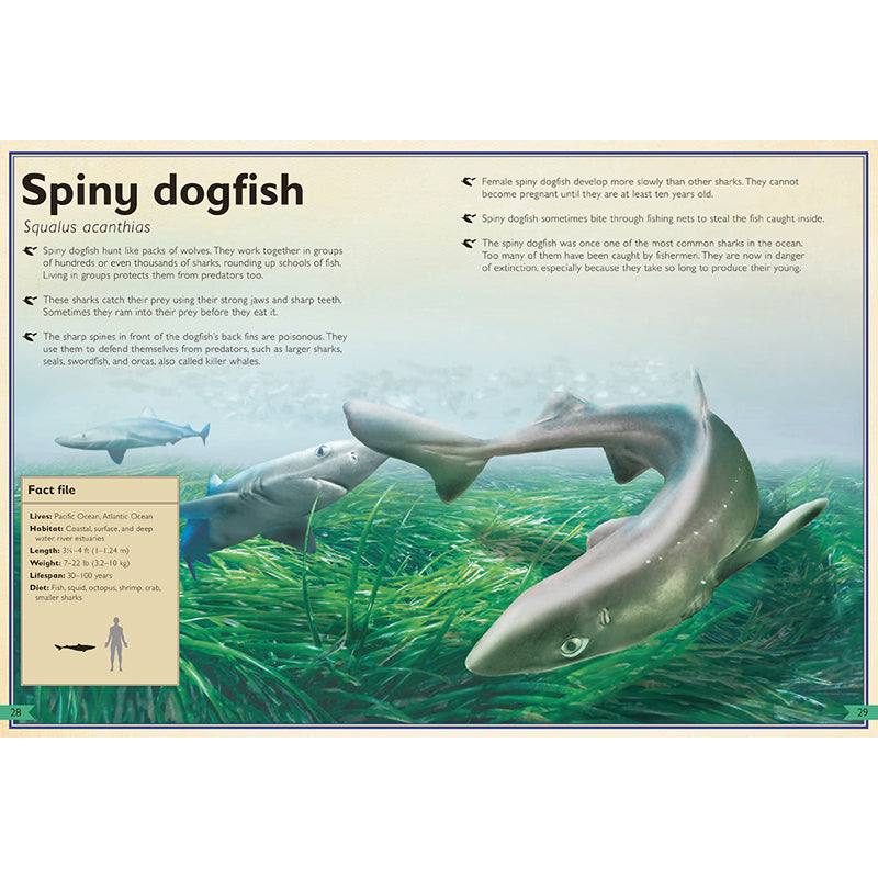 The Magnificent Book of Sharks