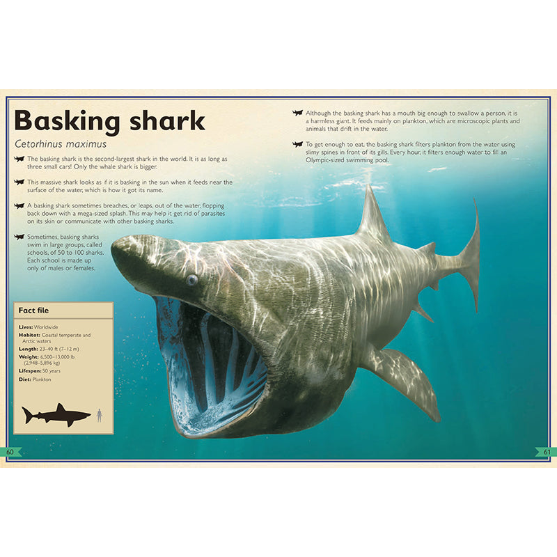 The Magnificent Book of Sharks