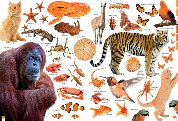 Colorful Creatures – Insight Editions