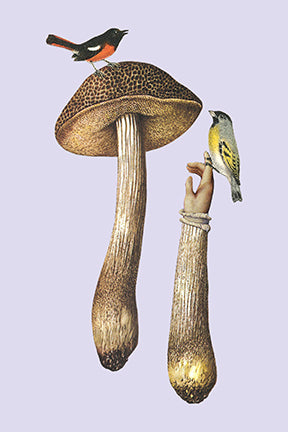 Art of Nature: Fungi Boxed Card Set (Set of 20 Cards)