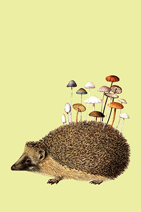 Art of Nature: Fungi Boxed Card Set (Set of 20 Cards)
