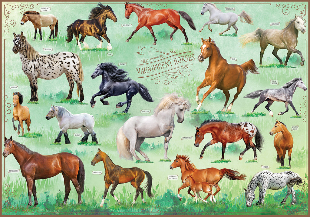 Field Guide to Magnificent Horses