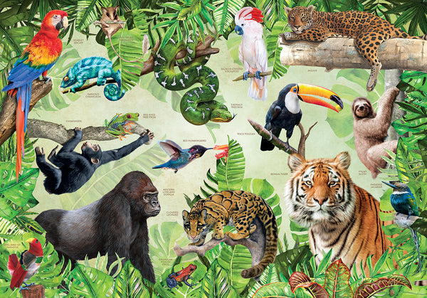 Rainforest Animals – Insight Editions