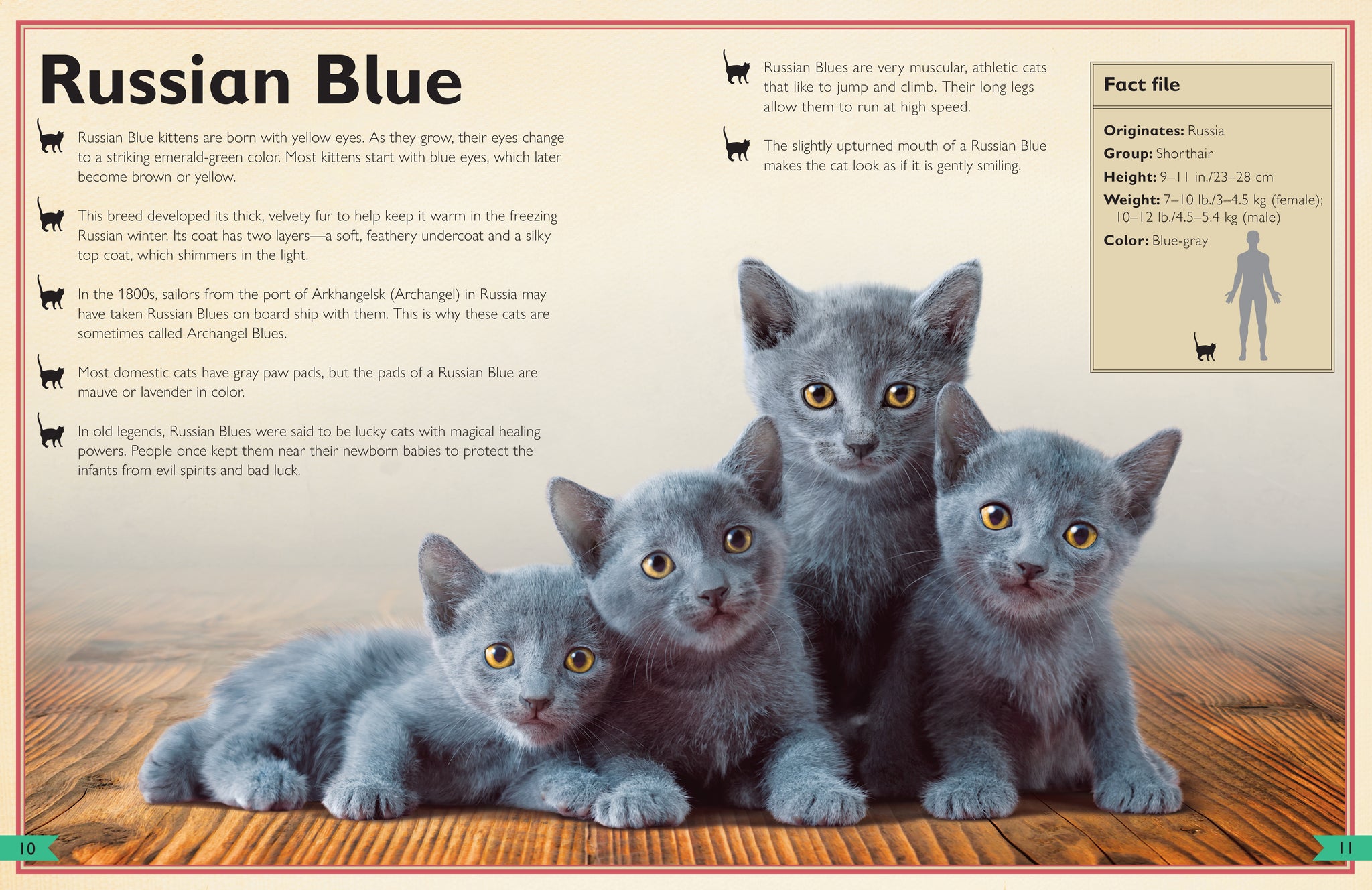 The Magnificent Book of Cats – Insight Editions